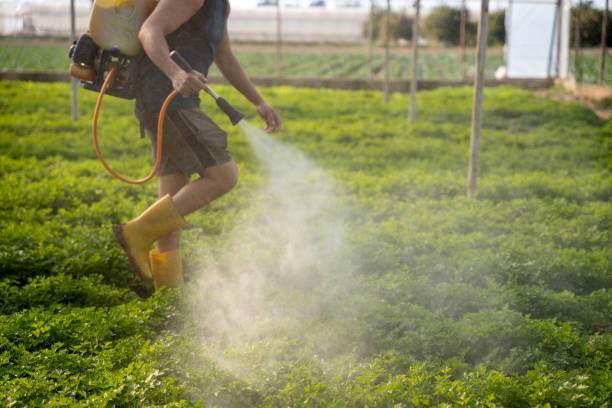 Flea Control Services in The Colony, TX