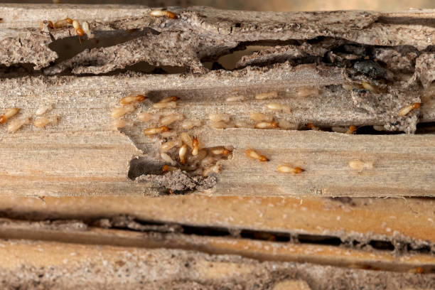 The Colony, TX Pest Control Company